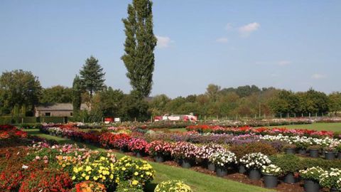 © HAPPY SUMMER® Dans le jardin néerlandais HAPPY SUMMER®, à Twello, de mauvais résultats ont été notés avec les bégonias (tuberosa ou retombants issus de boutures), les pétunias et verveines. Par contre, Mandevillea, Sanvitalia, Bidens, Erigeron, Impatiens (autant SUNPATIENS® que Nouvelle-Guinée) ont très bien réussi en 2014.  