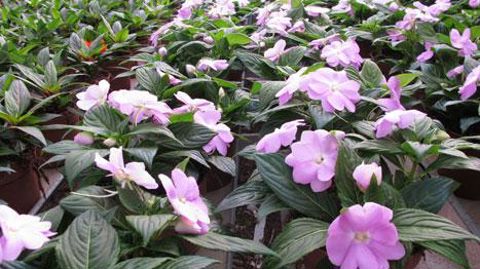 Le nouvel événement, en parallèle du Salon du végétal pour sa première édition 2015, « proposera à la vente une offre large et claire en végétaux provenant des Pays de la Loire. L'achat et la livraison seront facilités par le regroupement ». ©Valérie Vidril Le nouvel événement, en parallèle du Salon du végétal pour sa première édition 2015, « proposera à la vente une offre large et claire en végétaux provenant des Pays de la Loire. L'achat et la livraison seront facilités par le regroupement ». 