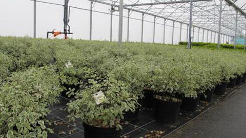 Le nombre d'entreprises horticoles en France poursuit sa contraction à un rythme de 4 % par an, selon le dernier observatoire structurel des entreprises de l'horticulture et des pépinières ornementales.(c)Pascal Fayolle Le nombre d'entreprises horticoles en France poursuit sa contraction à un rythme de 4 % par an, selon le dernier observatoire structurel des entreprises de l'horticulture et des pépinières ornementales.(c)Pascal Fayolle