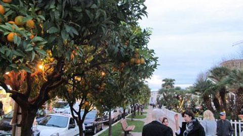 Menton, où l'oranger fait office d'arbre d'alignement, et les agrumes sont collectionnés à l'envi, avec une gamme de près de 140 taxons.(c)Pascal Fayolle. Menton, où l'oranger fait office d'arbre d'alignement, et les agrumes sont collectionnés à l'envi, avec une gamme de près de 140 taxons.(c)Pascal Fayolle.