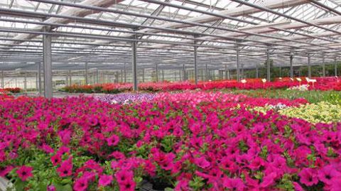 Le rythme de disparition des entreprises horticoles est de 4 % par an depuis 2012. Le chiffre d'affaires de l'ensemble des établissements régresse, même si le chiffre moyen par entreprise est en hausse. © Odile Maillard Le rythme de disparition des entreprises horticoles est de 4 % par an depuis 2012. Le chiffre d'affaires de l'ensemble des établissements régresse, même si le chiffre moyen par entreprise est en hausse. © Odile Maillard