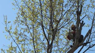 Le secteur des jardins et espaces verts se situe en cinquième position des accidents avec arrêt de travail dus à des chutes de hauteur recensés par la MSA. ©Pascal Fayolle. Le secteur des jardins et espaces verts se situe en cinquième position des accidents avec arrêt de travail dus à des chutes de hauteur recensés par la MSA. ©Pascal Fayolle. Le secteur des jardins et espaces verts se situe en cinquième position des accidents avec arrêt de travail dus à des chutes de hauteur recensés par la MSA. ©Pascal Fayolle. Le secteur des jardins et espaces verts se situe en cinquième position des accidents avec arrêt de travail dus à des chutes de hauteur recensés par la MSA. ©Pascal Fayolle.