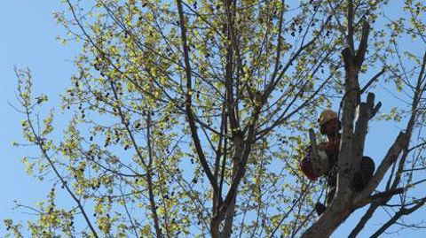 Le secteur des jardins et espaces verts se situe en cinquième position des accidents avec arrêt de travail dus à des chutes de hauteur recensés par la MSA. ©Pascal Fayolle. Le secteur des jardins et espaces verts se situe en cinquième position des accidents avec arrêt de travail dus à des chutes de hauteur recensés par la MSA. ©Pascal Fayolle.