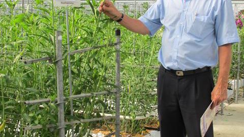 ©Odile Maillard Pieter Cornelis présente Alstroemeria AVALANGE®. 