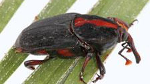 ©John Kabashima, UC Cooperative Extension, Bugwood.org 