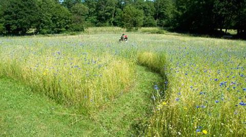 Au centre hospitalier Mazurelle, à La Roche-sur-Yon (85), le parc de l'hôpital comprend des paysages thérapeutiques propices au bien-être des résidents psychiatriques. Ici, la prairie fleurie dont les chemins invitent à la promenade.  © Dominique Marboeuf Au centre hospitalier Mazurelle, à La Roche-sur-Yon (85), le parc de l'hôpital comprend des paysages thérapeutiques propices au bien-être des résidents psychiatriques. Ici, la prairie fleurie dont les chemins invitent à la promenade.  © Dominiq