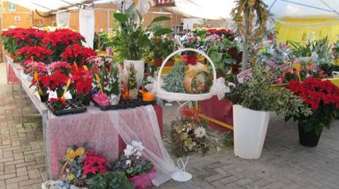 Les fleurs et les plantes ne sont pas des cadeaux appréciés par les hommes pour Noël, qui aiment toutefois les offrir... ©Odile Maillard Les fleurs et les plantes ne sont pas des cadeaux appréciés par les hommes pour Noël, qui aiment toutefois les offrir... ©Odile Maillard