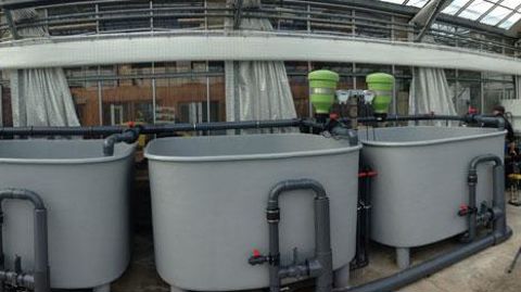 Le projet d'aquaponie - système de production horticole participant de l'économie circulaire et sur lequel travaille la station de Brindas (69) -, fera l'objet d'une conférence technique animée par Serge Lepage, directeur du Ratho. ©Astredhor Rhônes-Alpes. Le projet d'aquaponie - système de production horticole participant de l'économie circulaire et sur lequel travaille la station de Brindas (69) -, fera l'objet d'une conférence technique animée par Serge Lepage, directeur du Ratho. ©Astredhor 