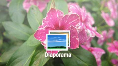 01. Campanula glomerata 'Emerald'.