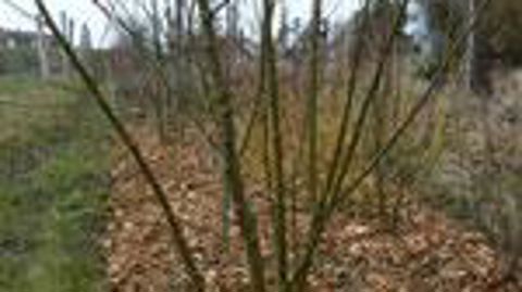 ©Cécile Claveirole 