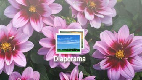 01. ©Graines Voltz - 
Begonia hybride ‘Gryphon'. Site : Royan.