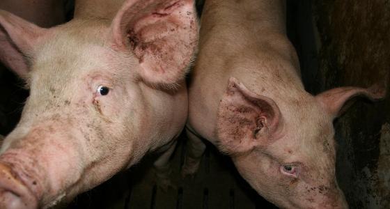 Les prix du porcs ont progressé de 6,1 % sur février 2012