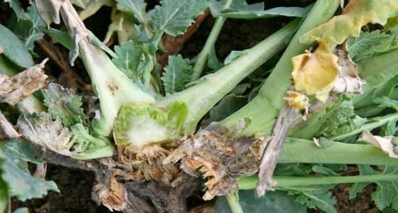 La sécheresse actuelle qui persiste ne permet pas aux plantes d’absorber les éléments minéraux dont elle a besoin et aggrave la situation, ou ne permet pas au colza de récupérer.