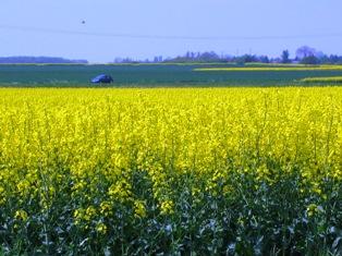 L'Europe à la peine pour s'approvisionner en colza non Ogm sur les marchés.
