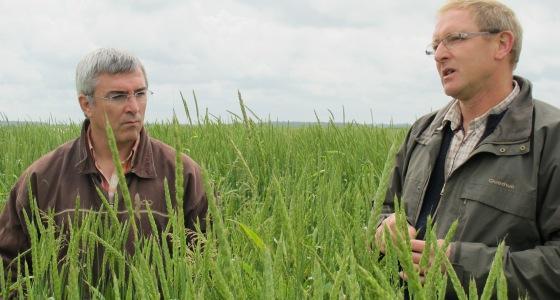 L'épeautre cultivé par Jean-Luc Ortegat (à dr.) est sensible aux maladies que le blé tendre.