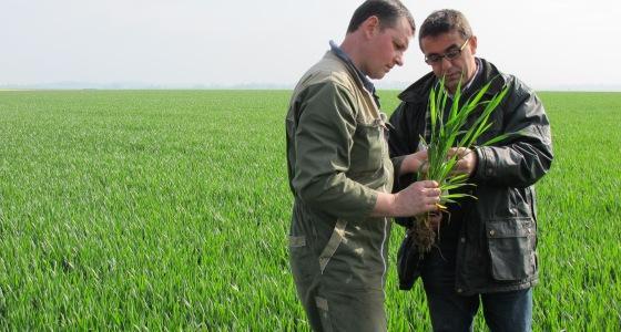 Les tâches de septoriose visibles sur la f3 du moment déclenchent le traitement qui assurera la protection des feuilles supérieures.
