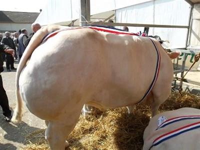 Romenay Charolais