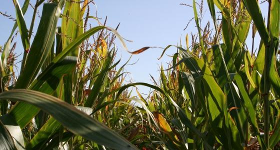 La production mondiale de maïs est maintenue à 864,97 millions de tonnes