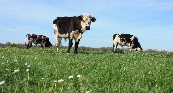 Pour une ferme laitière, le point d'équilibre correspond au prix de vente des 1.000 litres de lait nécessaires pour faire face aux frais indispensables à l'activité, aux annuités bancaires et aux besoins privés de l'exploitant