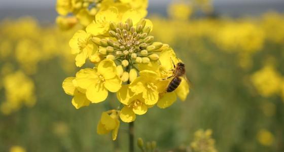 Un tiers des fleurs de colza sont fécondés par les abeilles
