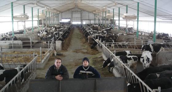 Michael et Manuel souhaitent agrandir la stabulation, car leur troupeau augmente de 10 à 12 vaches par an