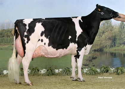 Ghp Brainville (Duplex x Rubens) à la Scl Novalait & Gaec  Duff Holstein (Haute-Marne)