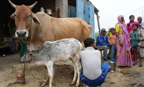Elevage bovin en Inde