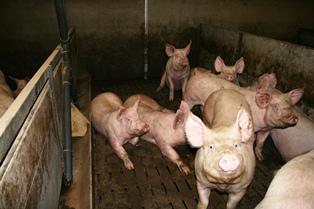 Le secteur des industriels de la viande emploie 15.000 personnes