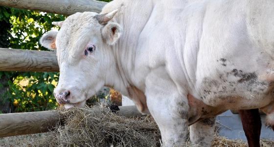 engraissement gros bovins