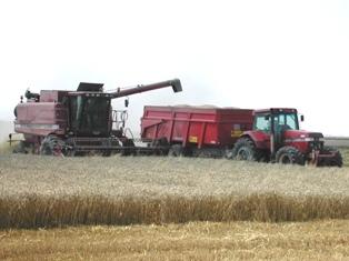 Perspectives de production de blé d'hiver revues à la baisse