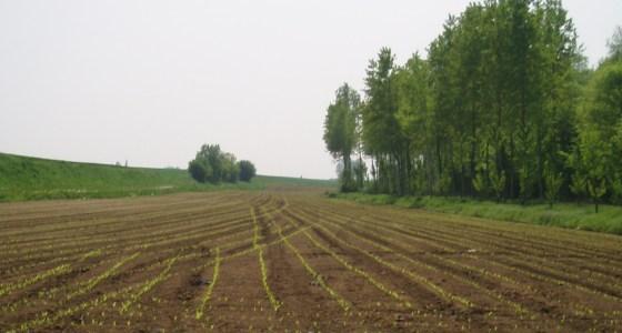 La sole de maïs fourrage devrait progresser de 13-14.000 ha à 1,4 million d’hectares.