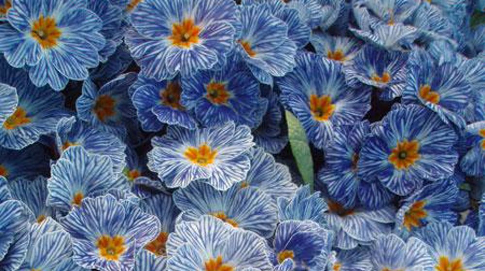Photo : ©VLAM Primula ‘Zébra' F1 Blue Photo : ©VLAM Primula ‘Zébra' F1 Blue