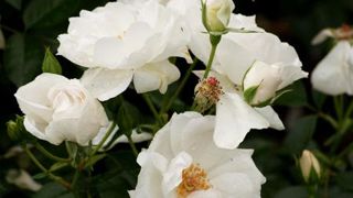 Photo : © VILLE D'ORLEANS  Photo : © VILLE D'ORLEANS