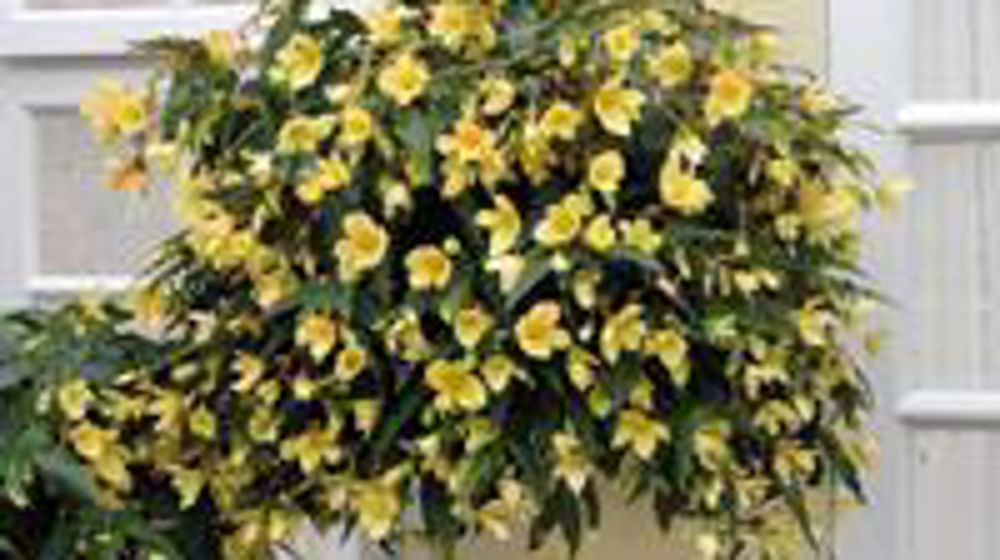 Begonia boliviensis MILLION KISSESTM 'Honeymoon' Yamoon Begonia boliviensis MILLION KISSESTM 'Honeymoon' Yamoon