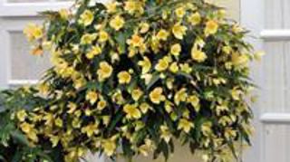 Begonia boliviensis MILLION KISSESTM 'Honeymoon' Yamoon Begonia boliviensis MILLION KISSESTM 'Honeymoon' Yamoon