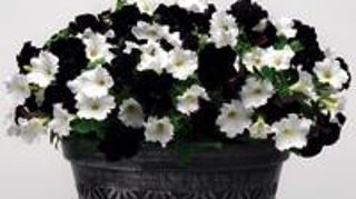 Petunia ‘Mystical' Black Velvet Petunia ‘Mystical' Black Velvet