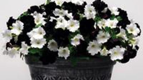 Petunia ‘Mystical' Black Velvet 