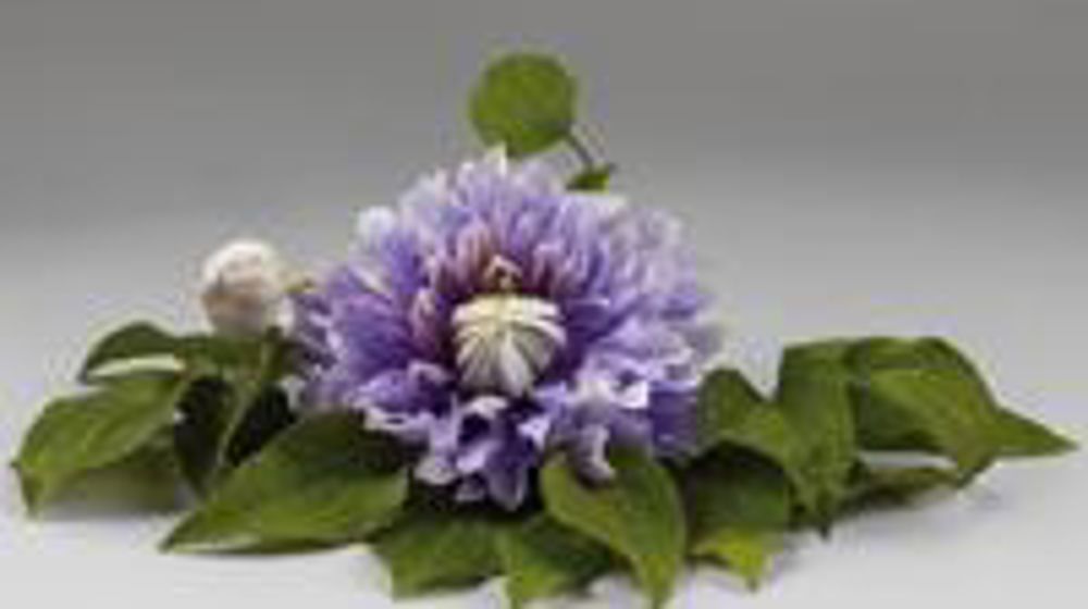 Clematis DIAMANTINATM ‘Evipo039N' 