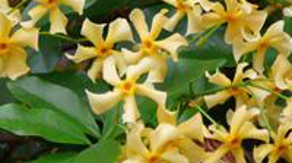 Trachelospermum jasminoïdes STAR OF TOSCANE® 