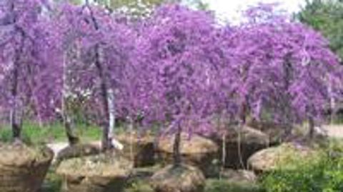 Cercis canadensis 'Lavender Twist' 