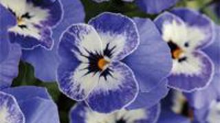 Viola cornuta SORBET™ XP ‘Delft' Viola cornuta SORBET™ XP ‘Delft'