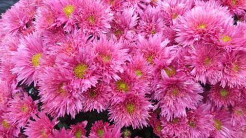  Photo©Challet-Herault