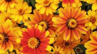 Zinnia marylandica ‘Zahara Sunburst' ©Fleuroselect  Zinnia marylandica ‘Zahara Sunburst' ©Fleuroselect