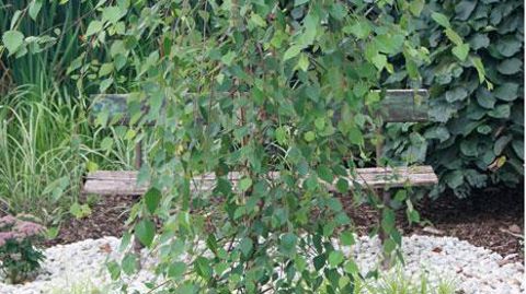 ©I. Cordier ©I. Cordier