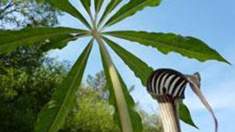 ©Tropique Production 