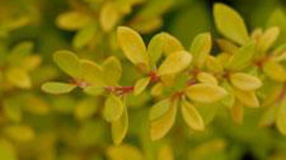 ©GrootGroenPlus ©GrootGroenPlus