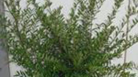 Photo ©GrootGroenPlus 