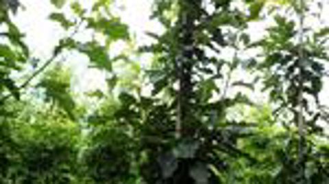 Photo ©GrootGroenPlus 