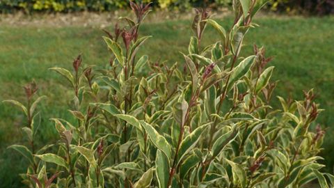 Ligustrum japonicum L. J. Arlequin ‘Briseize' Ligustrum japonicum L. J. Arlequin ‘Briseize'
