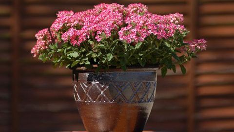 ©Moerheim	 ©Moerheim	